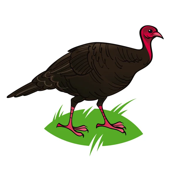 Turquia pássaro de fazenda doméstica selvagem — Vetor de Stock