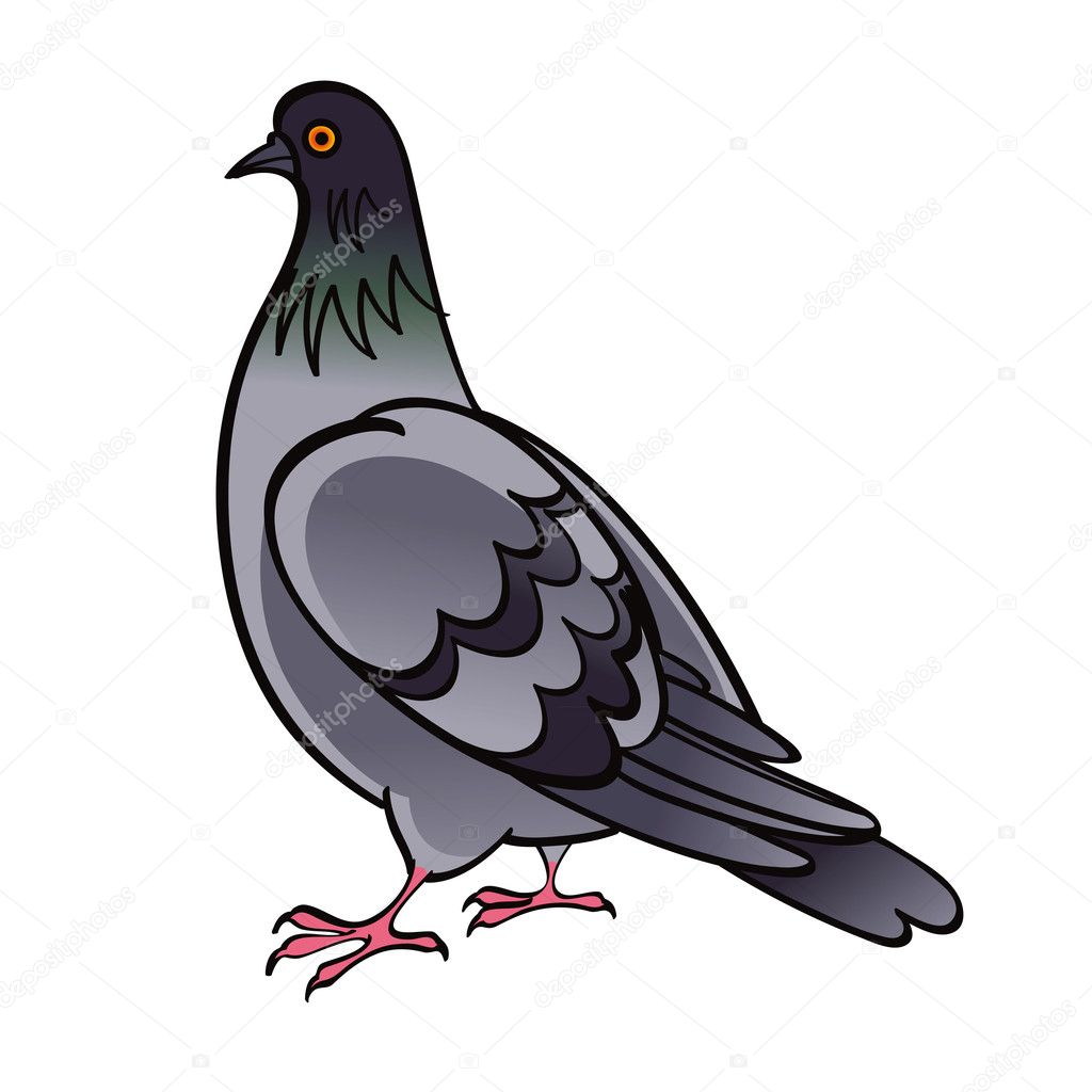 Pigeon Dove bird fauna