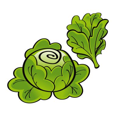 Fresh green Lettuce vegetable food market garden harvest clipart