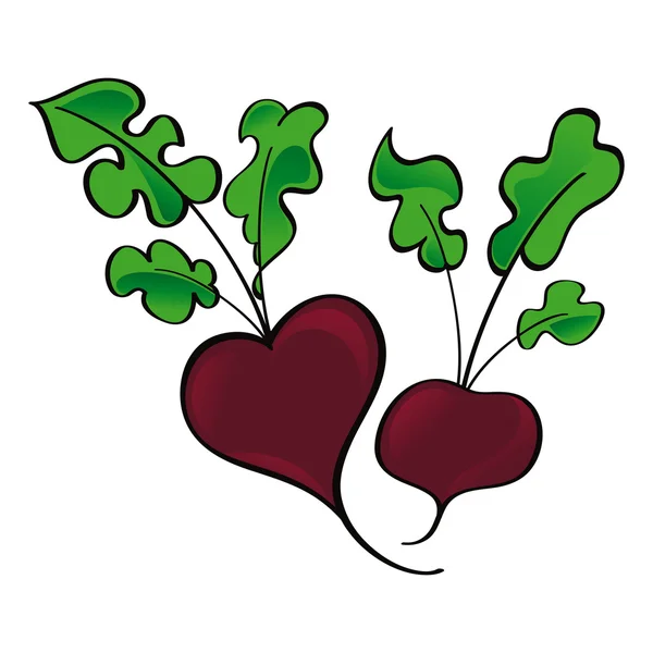 Betterave rouge fraîche légume maraîcher récolte — Image vectorielle