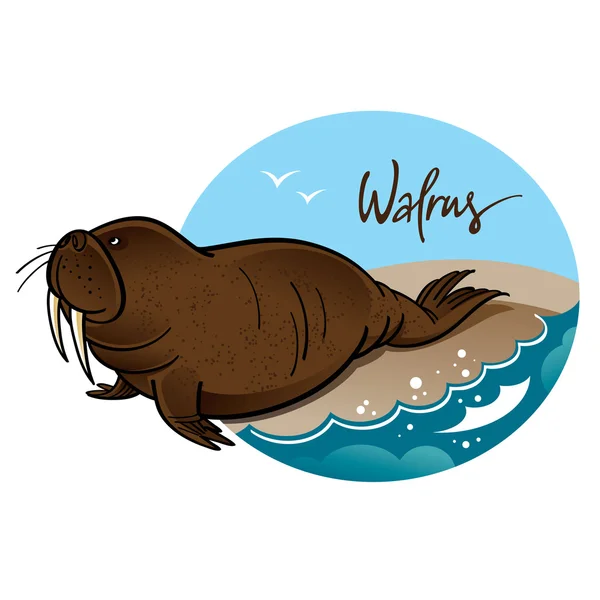 Walrus — Stockový vektor
