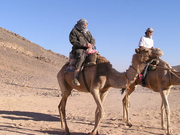 游客对在撒哈拉沙漠中的骆驼 — 图库照片