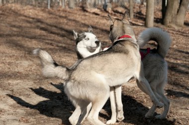 Meeting of two huskies clipart