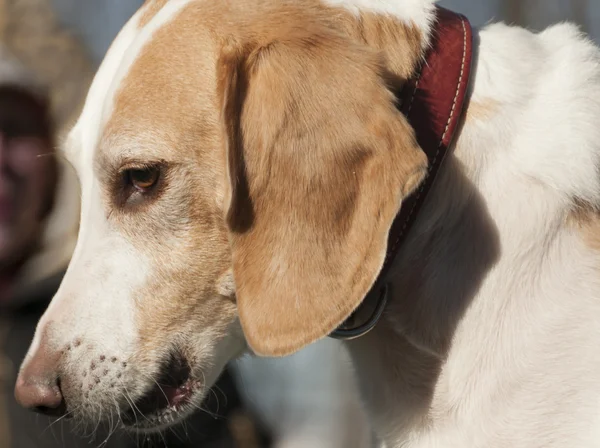 Beagle harrier puppy — Stock Photo, Image