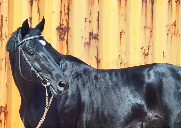 Piękny koń czarny na żółtym tle metalowe — Zdjęcie stockowe