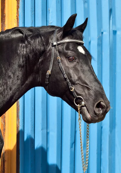 Portrait of beautiful black horse at blue- yellow metal backgrou — Stock Photo, Image