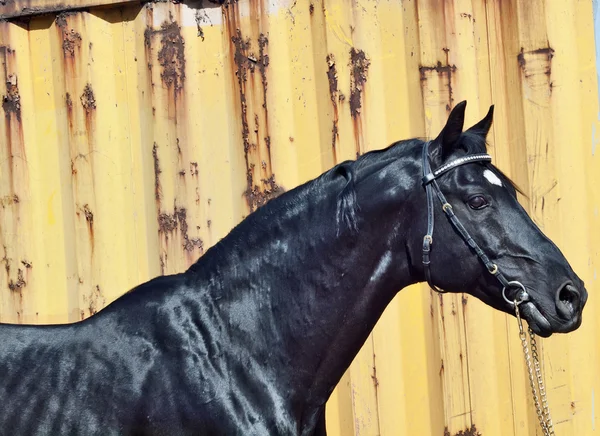 Portrait de beau cheval noir à fond métallique jaune — Photo