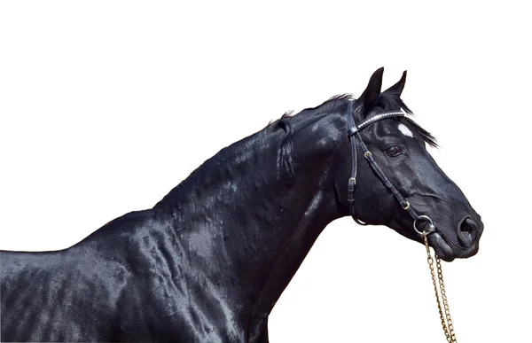 Portret de cal negru frumos izolat pe alb — Fotografie, imagine de stoc