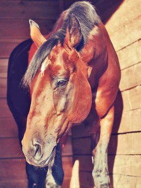 Sadness portrait of bay horse in wood loose-box clipart