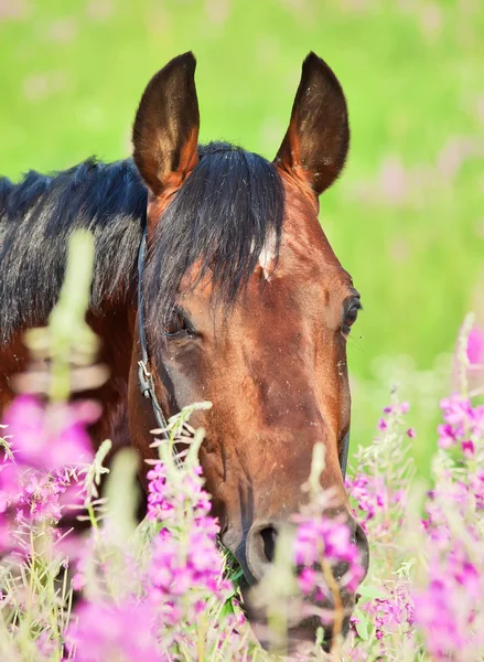 Portrait of nice bay stallion around pink flowers — Stock Photo, Image