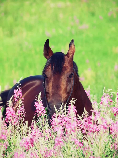 Nice bay stallion in blossom field — Stock Photo, Image