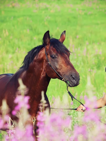 Bello stallone in fiore — Foto Stock