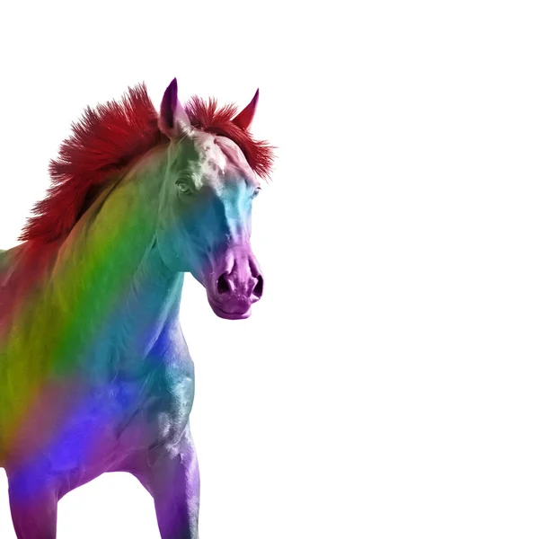 Porträtt av rainbow häst isolerad — Stockfoto