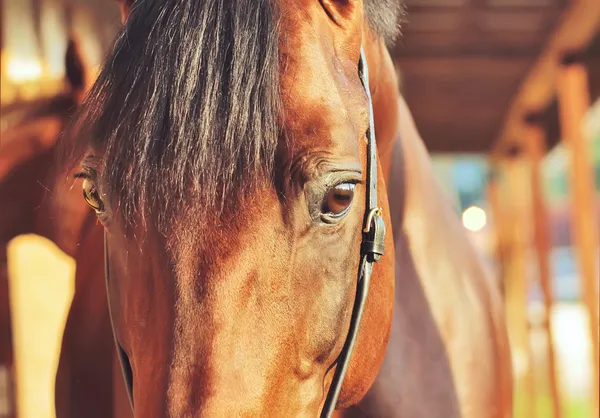 Portret van paard in stabiele close-up — Stockfoto