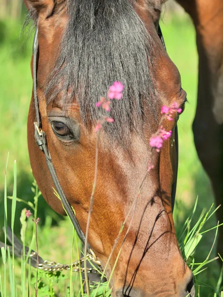 Πορτρέτο της βόσκησης ωραίο άλογο με ροζ λουλούδια — Φωτογραφία Αρχείου