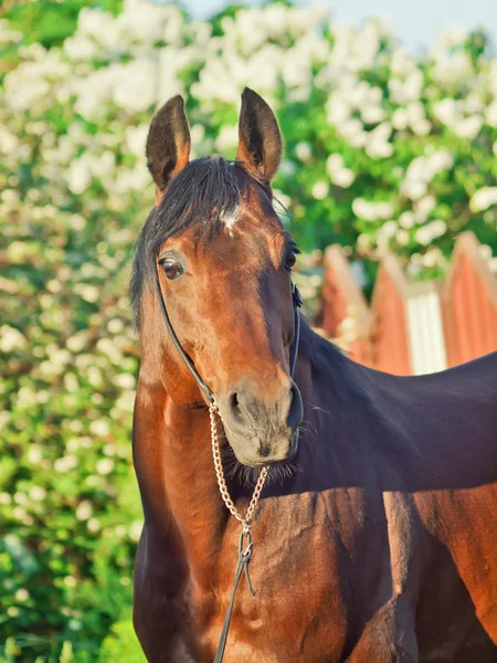 Porträt des süßen braunen Pferdes in Bewegung — Stockfoto