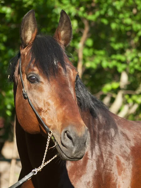 Portrait of cute bay horse — Stock Photo, Image