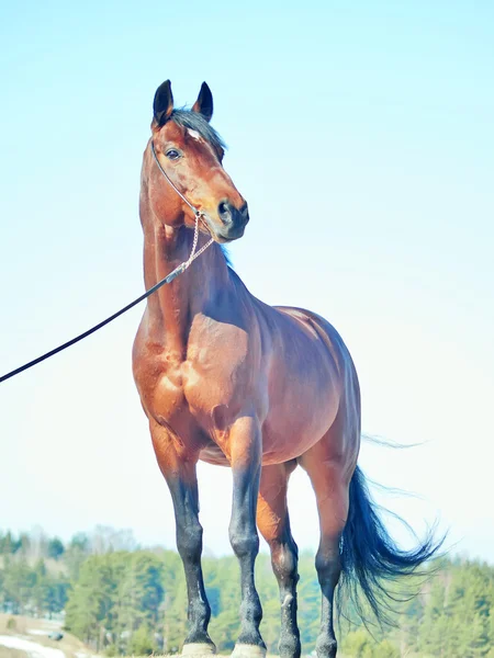 Beautiful bay horse in spring field — Stock Photo, Image