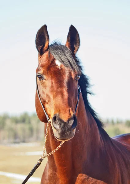 Portrait of bay horse in spring field — Stock Photo, Image