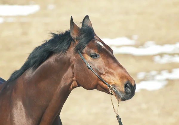 Портрет милой лавровой лошади на лугу — стоковое фото