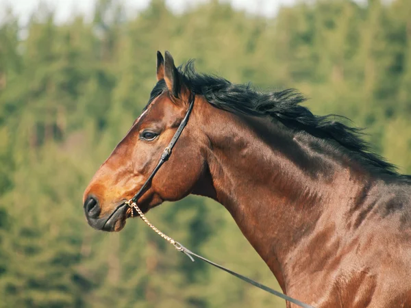 Portrait of bay horse in spring field — Stock Photo, Image