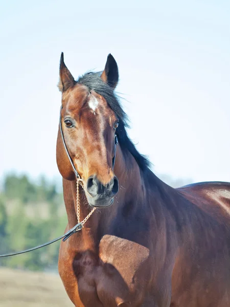 Portret van baai paard in voorjaar veld — Stockfoto