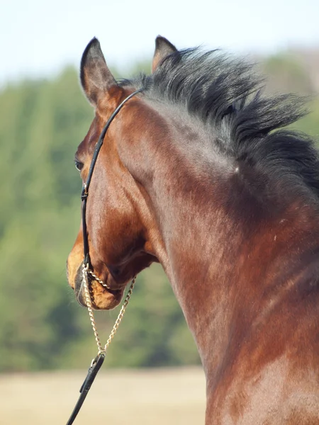 Retrato de bonito caballo de la bahía en el prado —  Fotos de Stock