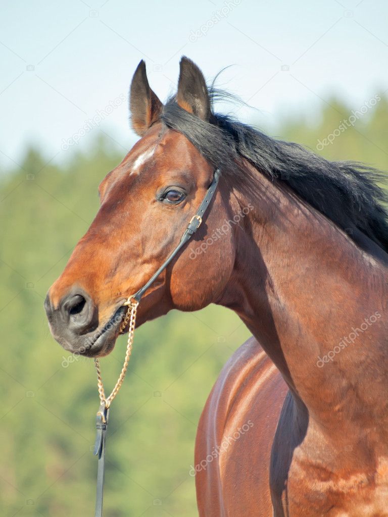 Portrait of beautiful horse in spring field