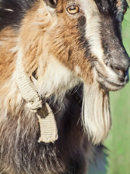 Portrait of black and white goat closeup — Stock Photo, Image