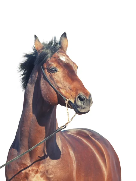 Spring portrait of bay horse isolated — Stock Photo, Image