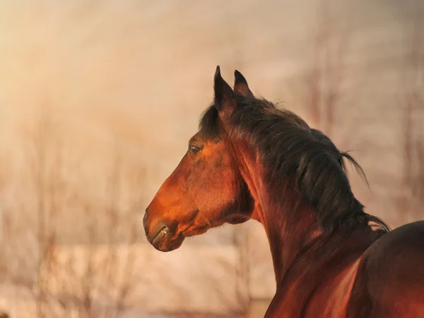 Portrait of horse looking on the sun — Stock Photo, Image