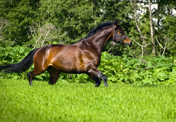Kłusem Zatoka koń sportowy na wolności — Zdjęcie stockowe