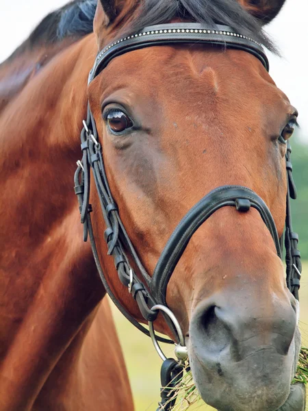 Retrato del caballo de la bahía clouseup — Foto de Stock