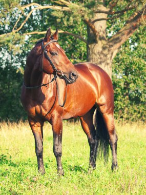 Nice bay trakehner stallion in beautiful place clipart