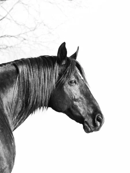 Portrait of black horse at white background with brunch — Stock Photo, Image