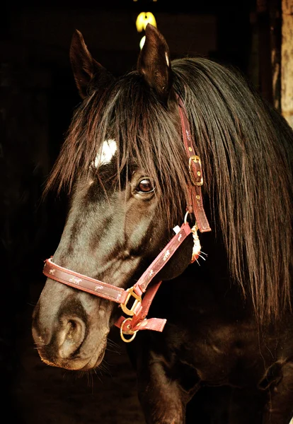 Porträt eines schwarzen Pferdes im Stall lizenzfreie Stockfotos