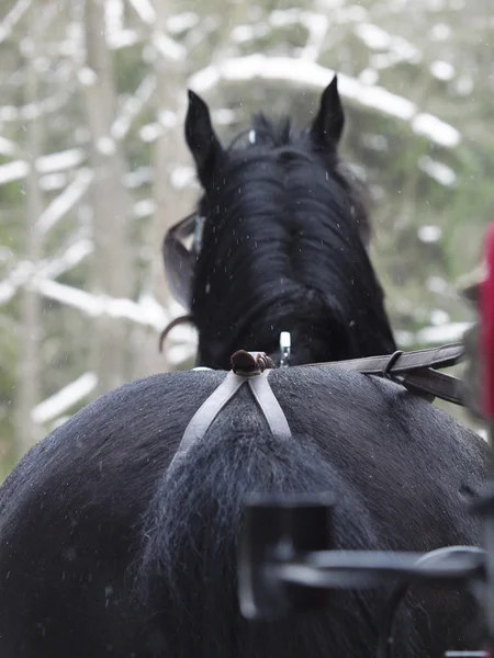 Vista del cavallo trotto dietro in inverno — Foto Stock