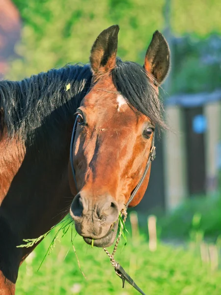 Portret van begrazing mooi paard — Stockfoto