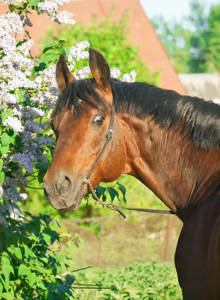 周围附近花可爱种马的肖像 — 图库照片