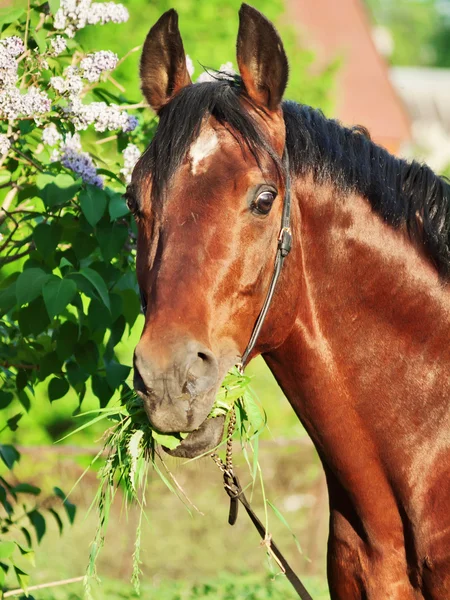 Portrét nice koně poblíž květ — Stock fotografie