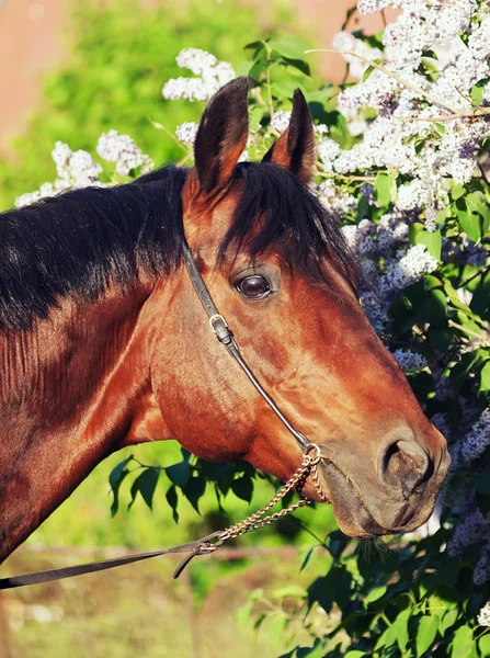 Portrait of nice horse near flower — Stock Photo, Image