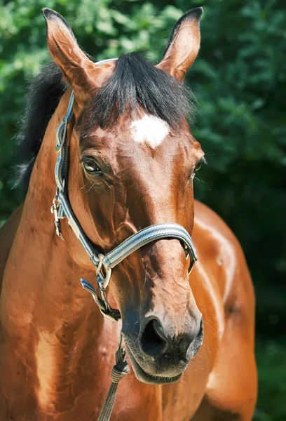 Portrait of beautiful relax sportive mare — Stock Photo, Image