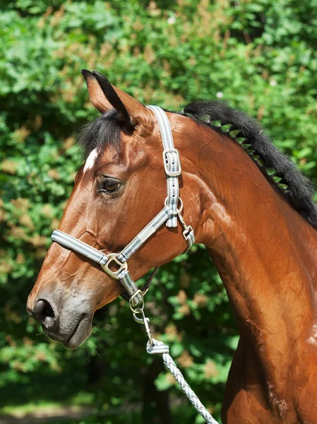 Портрет красивой заливной спортивной лошади — стоковое фото