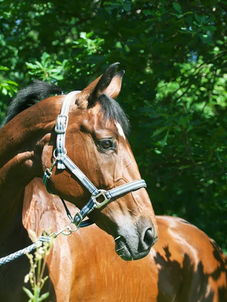 Portret van cutel bay sportieve mare — Stockfoto