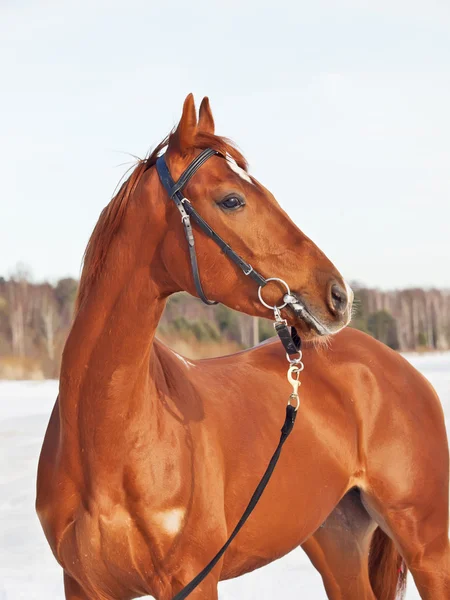 雪湾の美しい若い赤い馬 — ストック写真
