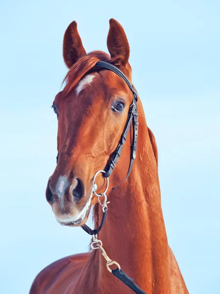 Portrait of beautiful young red horse at blue sky background — Stock Photo, Image