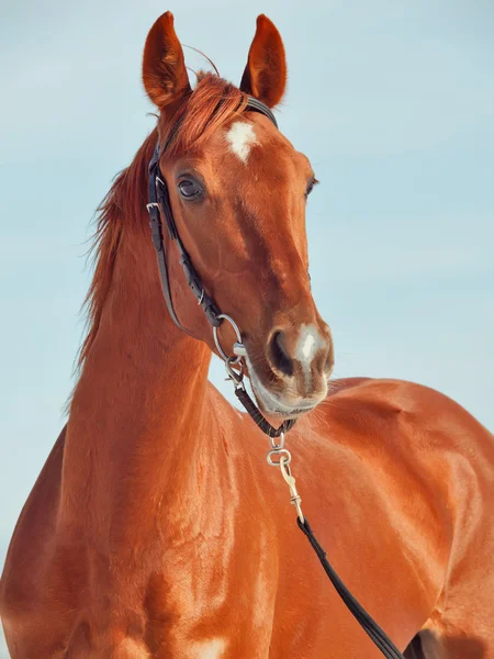 stock image Portrait of beautiful young red horse