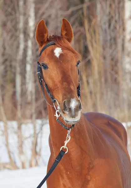 Portrét krásné mladé červený kůň — Stock fotografie