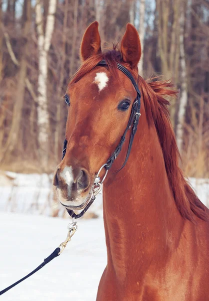 Spring portrait of cute young red horse — Stock Photo, Image