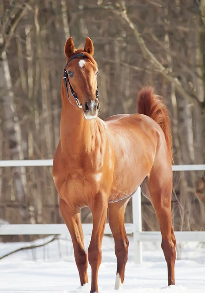 눈 목장에서 아름 다운 젊은 붉은 말 스톡 사진